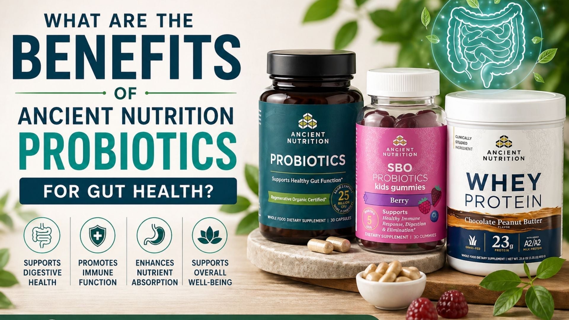 Ancient Nutrition probiotics for gut health featuring probiotic capsules, kids gummies, and whey protein with digestive and immune support benefits displayed in a clean wellness banner