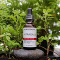 Four Elements Astragalus Tincture - 1 oz