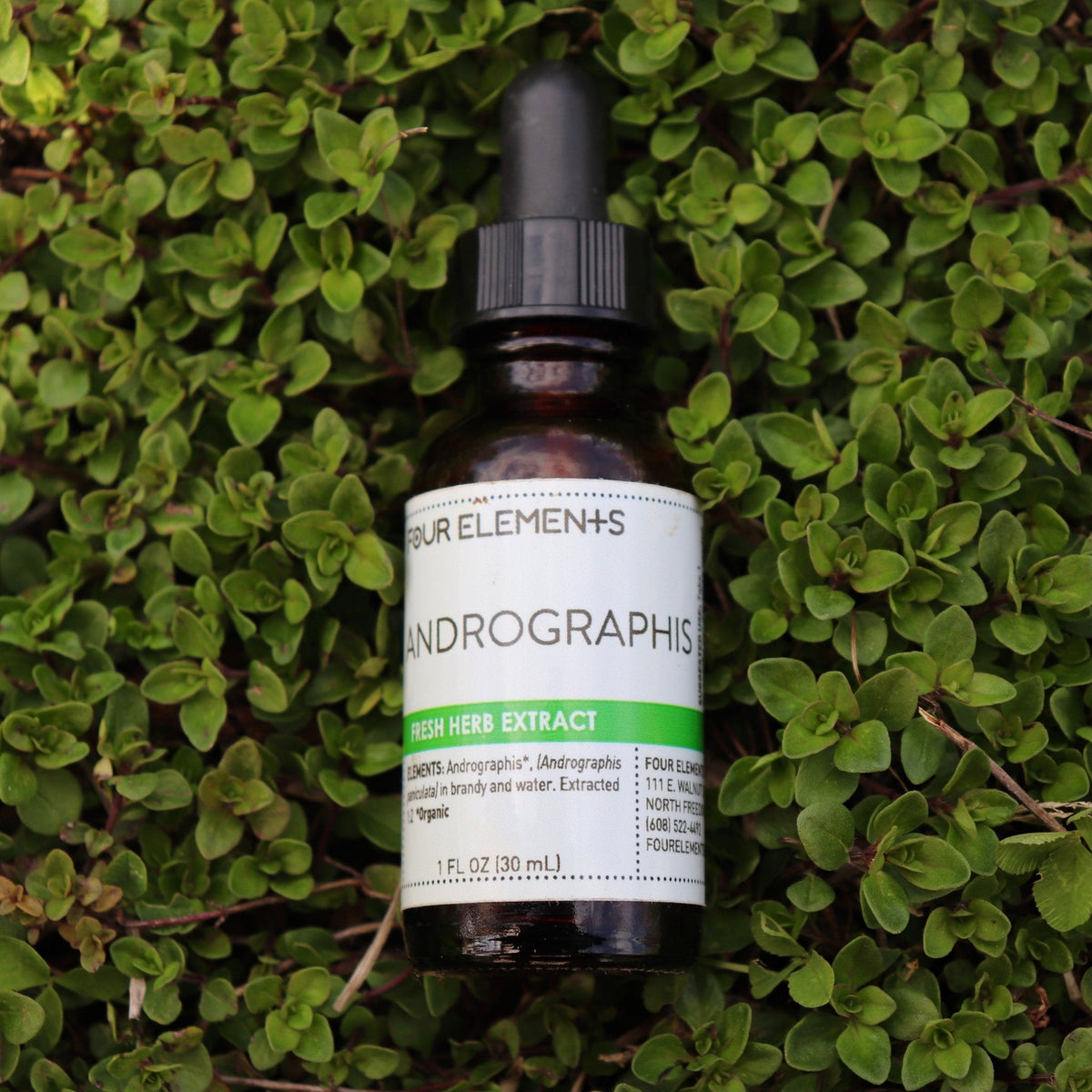 Four Elements Andrographis Tincture - 1 oz